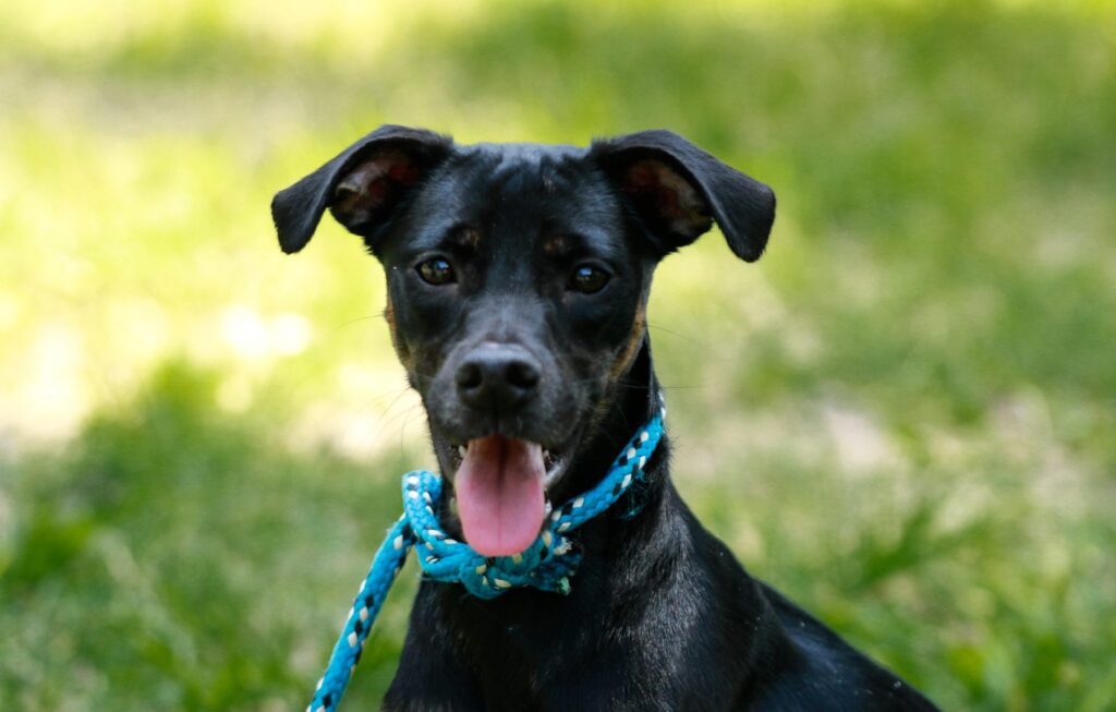 vacinacao de caes e gatos em paqueta.jpg