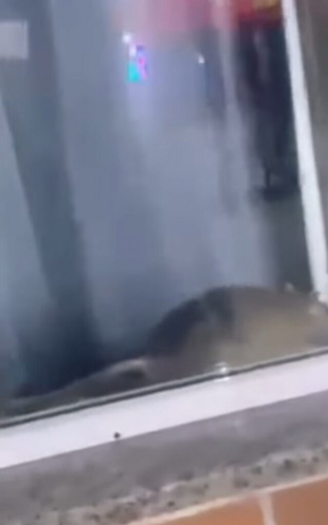 1 5 delicias do frango rato 37919141.jpeg