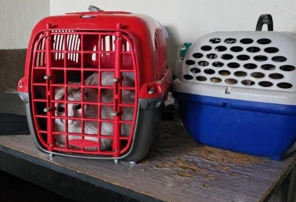 image 160 e1769145015704.png