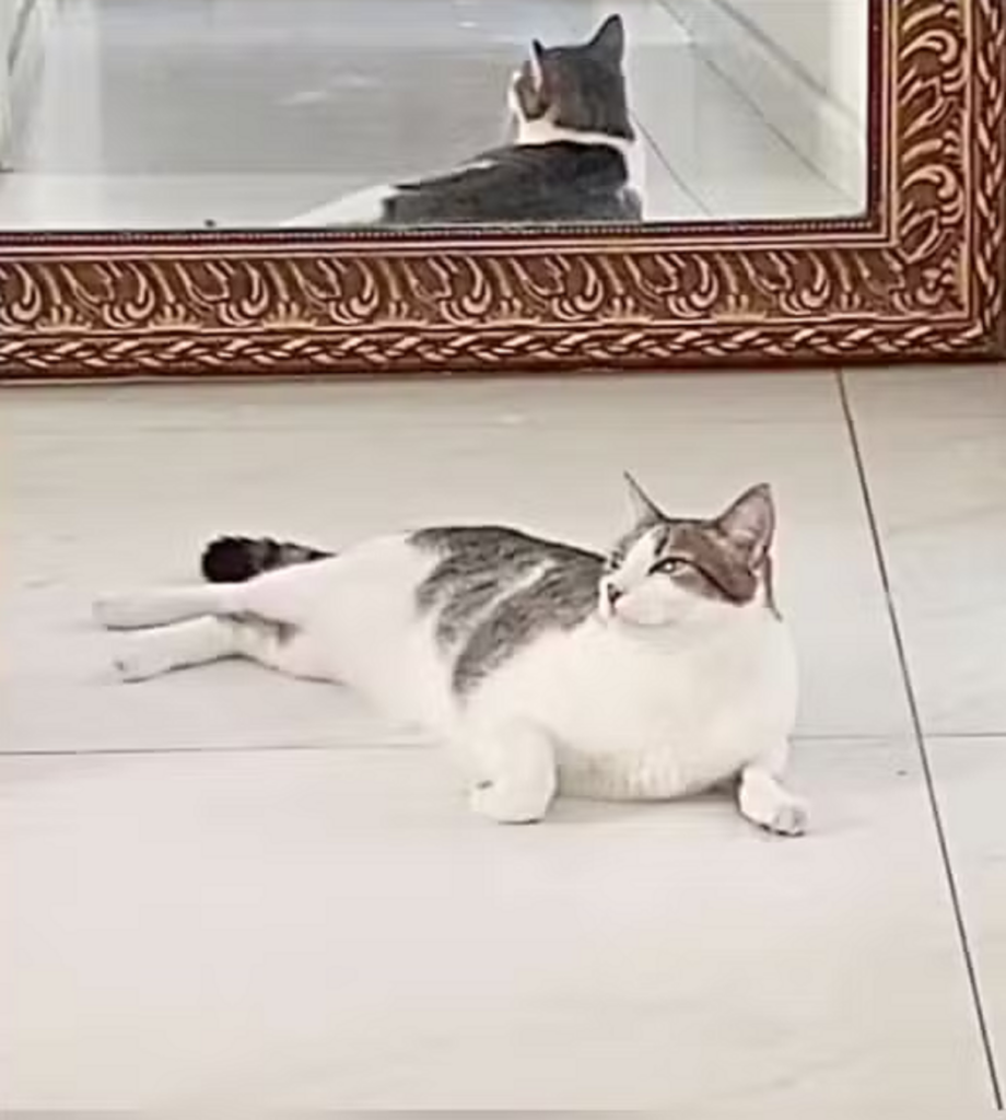 Defesa de Monique Medeiros pedirá que gato adotado possa ficar na cadeia com ela gato.png